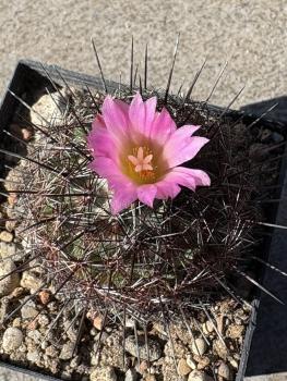 Coryphantha ramillosa